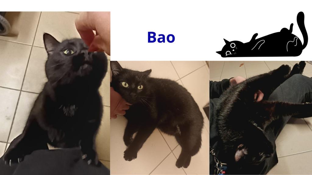 Promenades canines personnalisées et visites à domicile