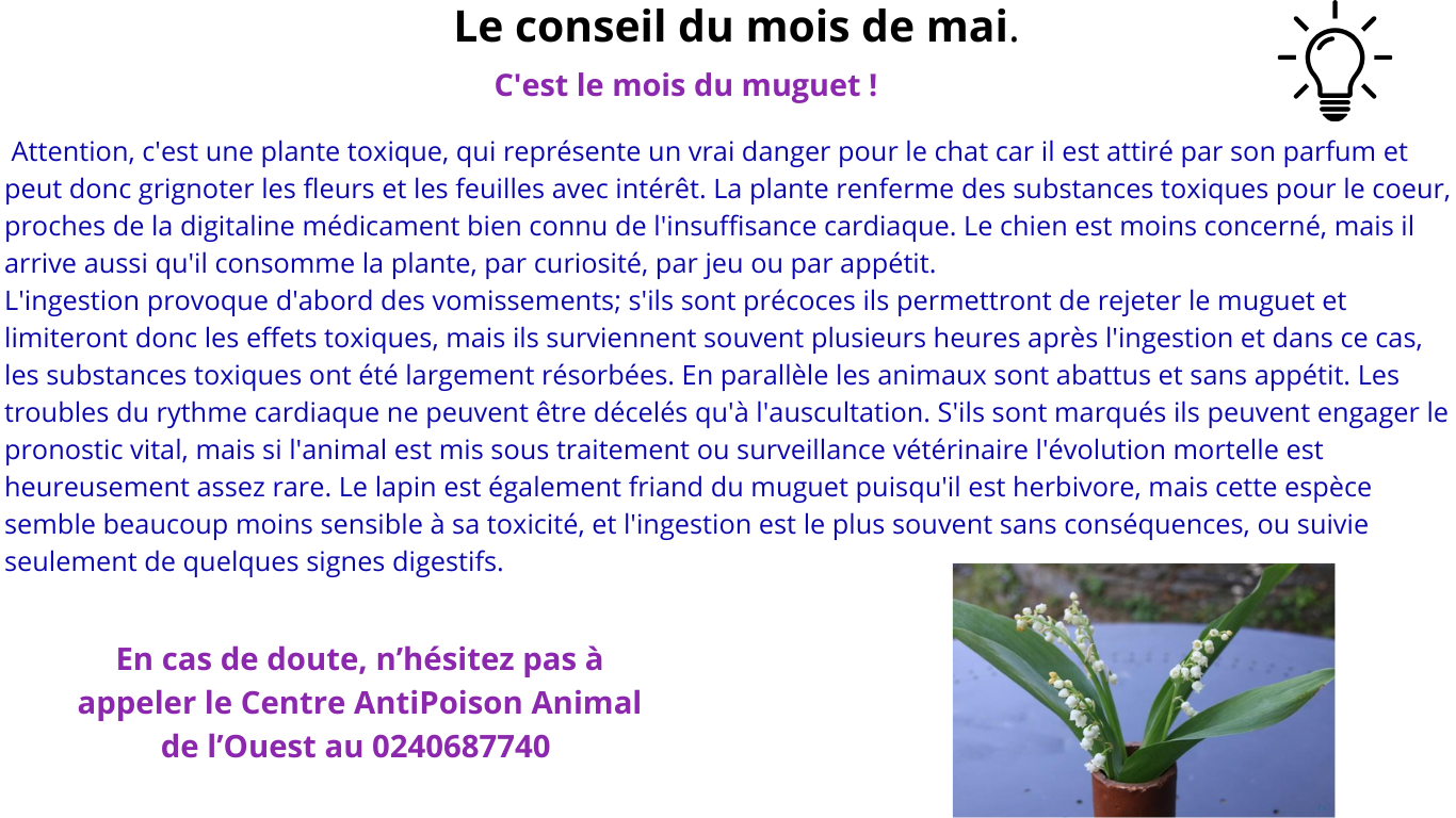 Pet sitter à Nantes : Promenades et visites à domicile pour vos animaux