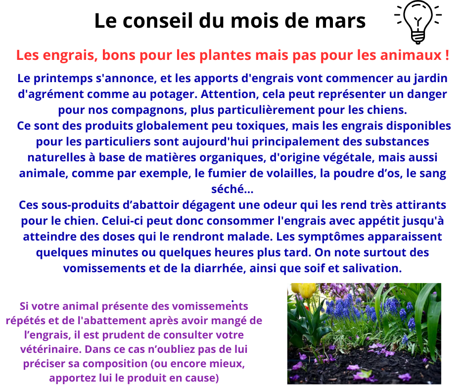 Pet sitter à Nantes : Promenades et visites à domicile pour vos animaux