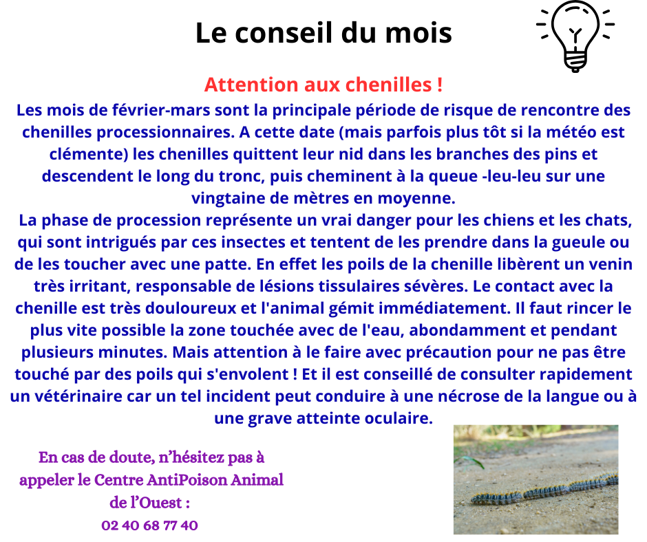 Promenades canines personnalisées et visites à domicile