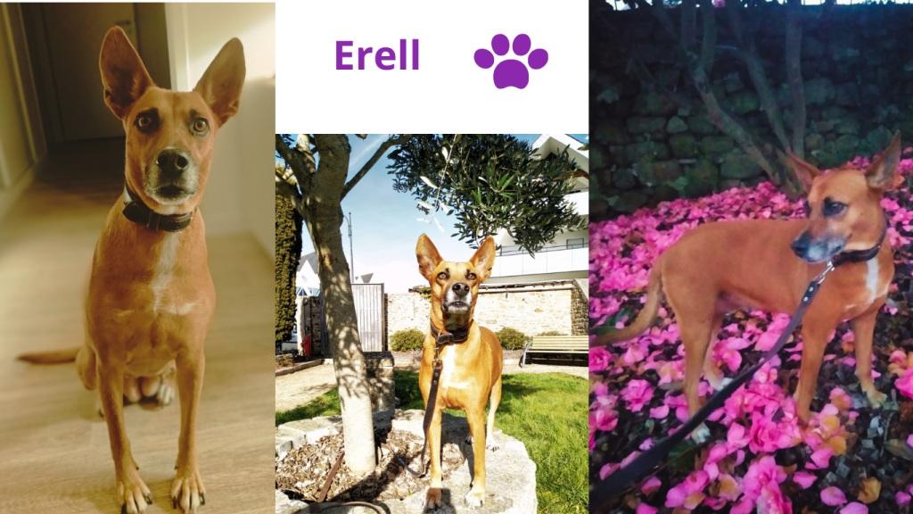 Promenades canines personnalisées et visites à domicile