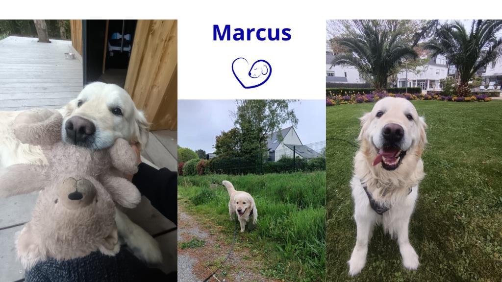 Promenades canines personnalisées et visites à domicile