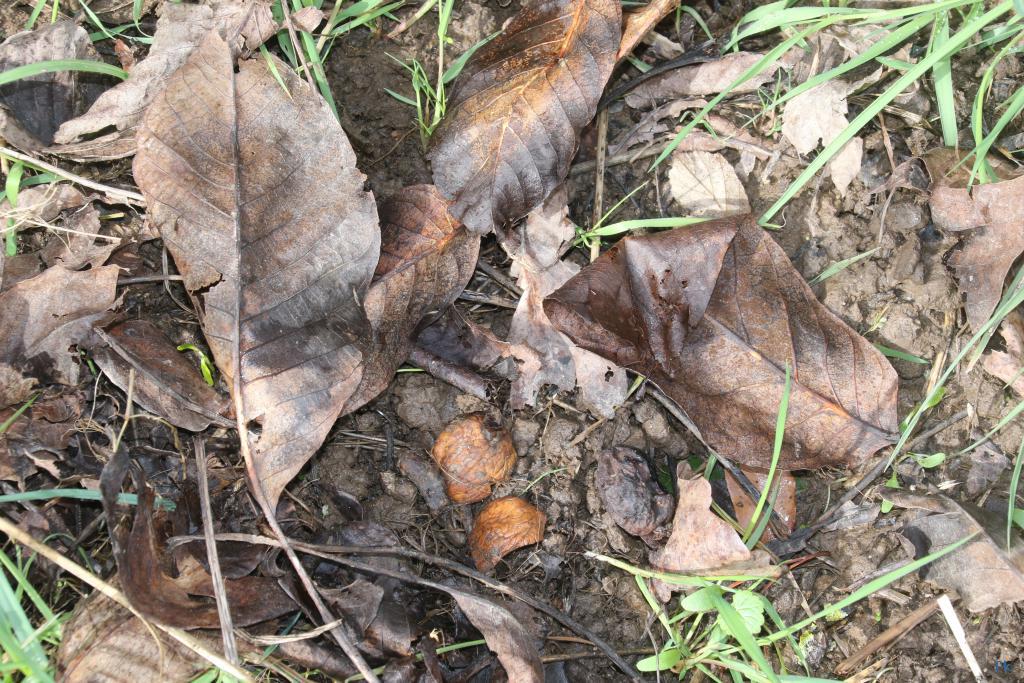 Les noix peuvent être dangereuses…