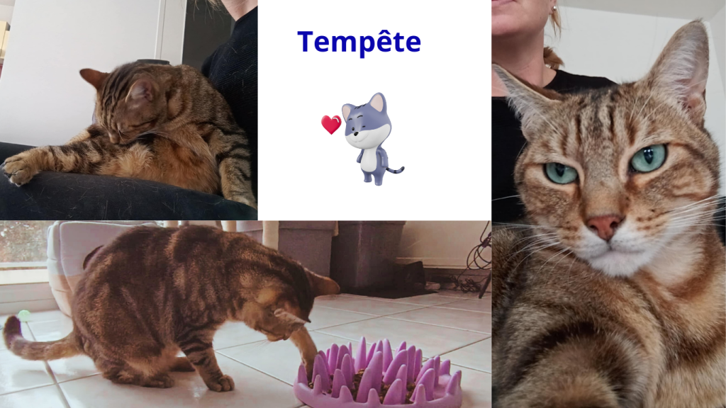 Promenades canines personnalisées et visites à domicile