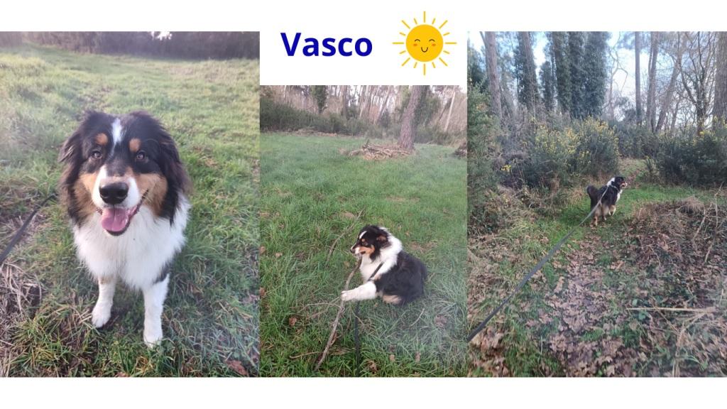 Promenades canines personnalisées et visites à domicile